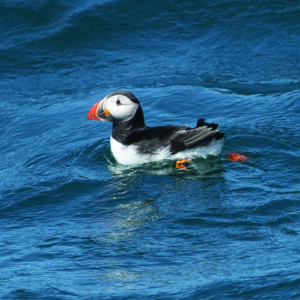 Sea Birds