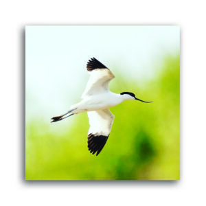 Avocet in flight Greetings Card
