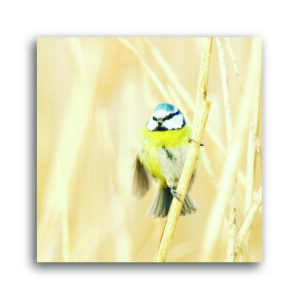 Bluetit