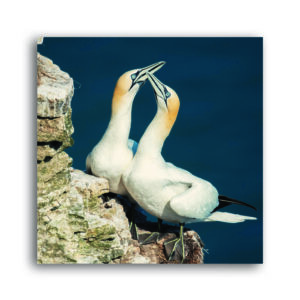 Gannet Pair Greetings Card
