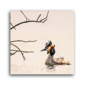 Crested Grebe Greetings Card