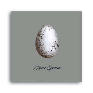 House Sparrow Egg Greetings Card